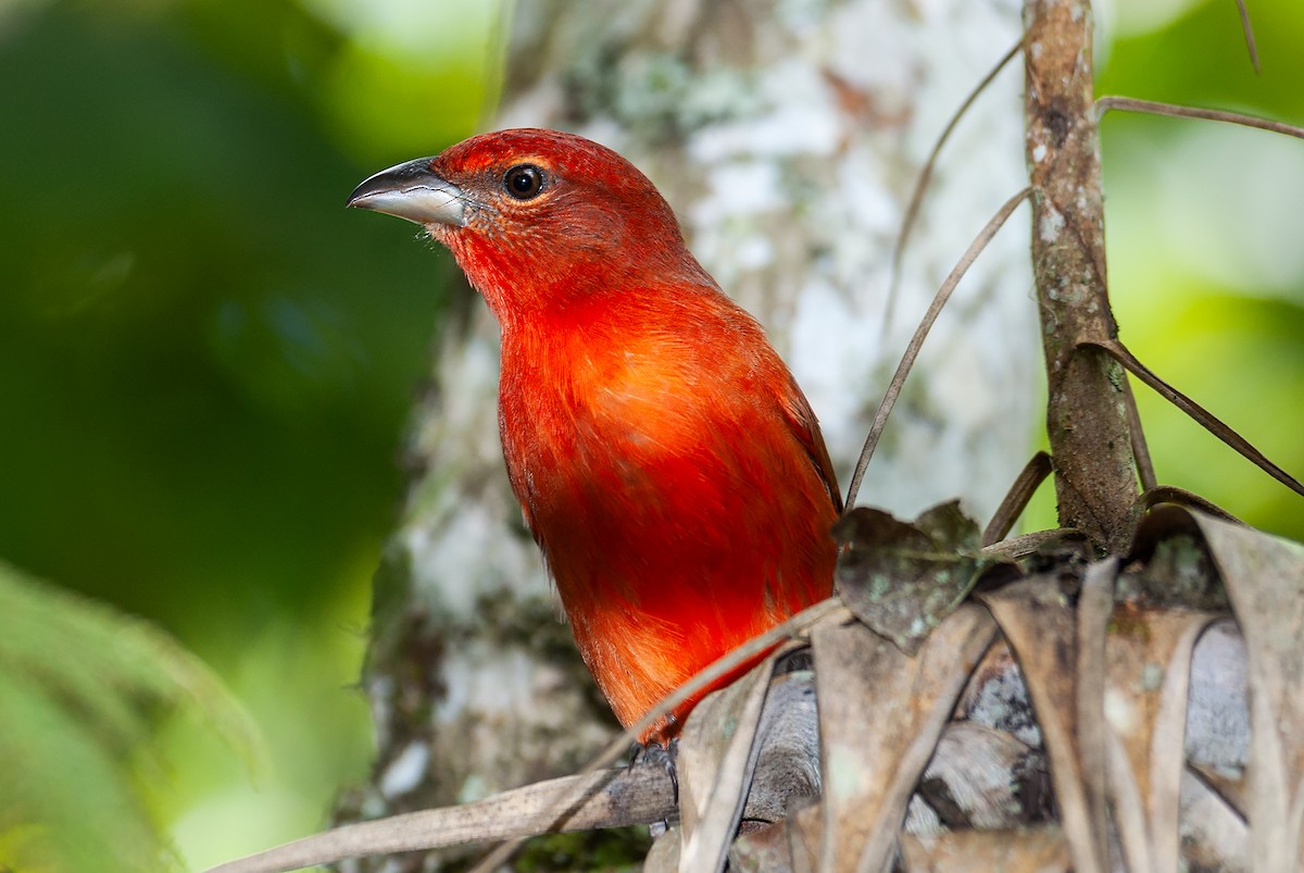 Hepatic Tanager - ML644656212