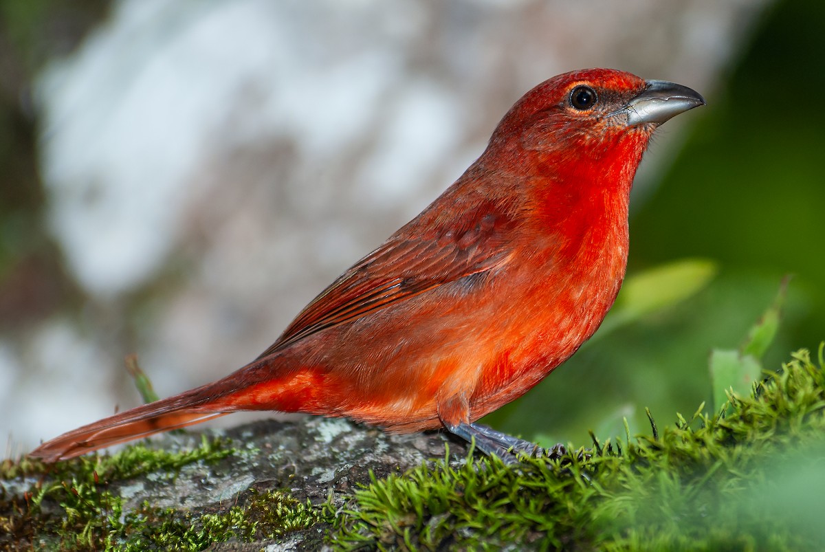 Hepatic Tanager - ML644656213