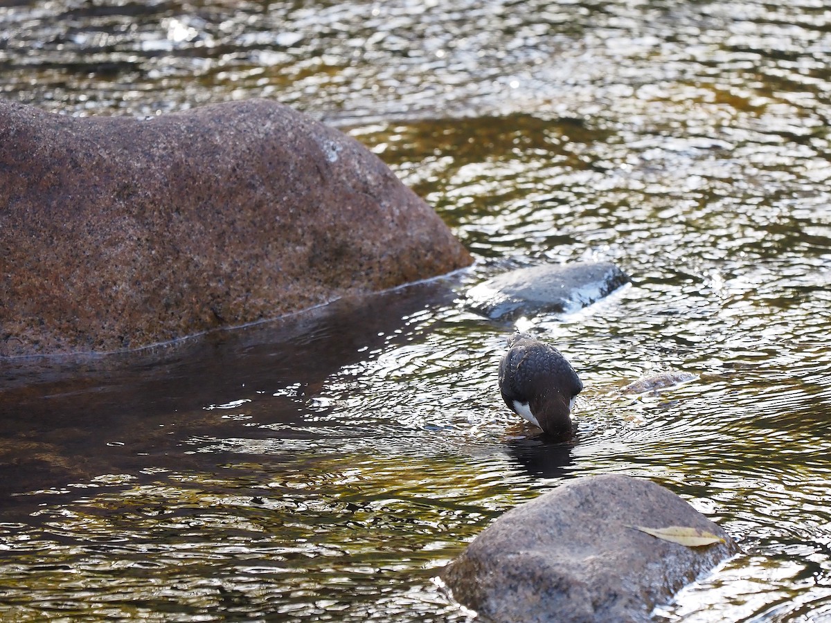 Пронурок біловолий - ML644656214