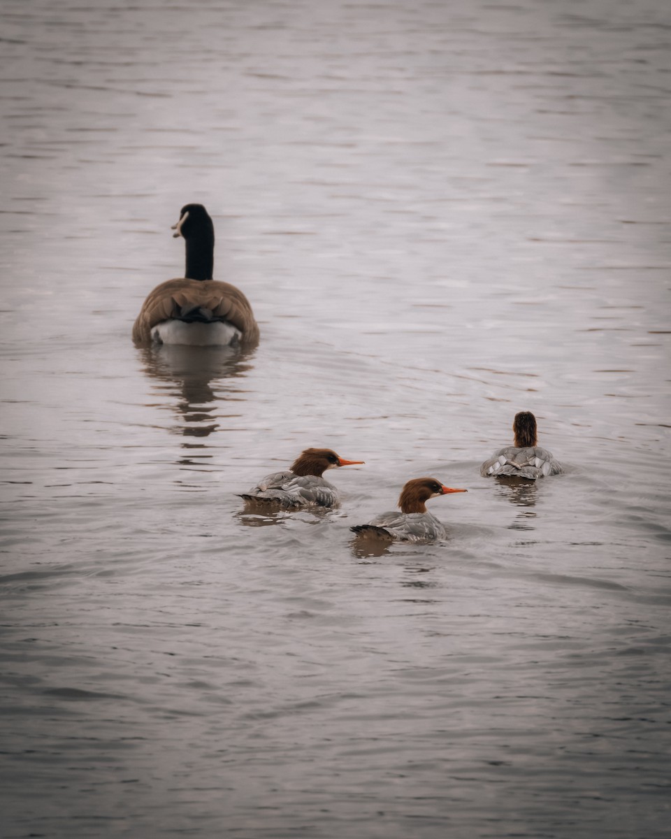 カワアイサ - ML644656219