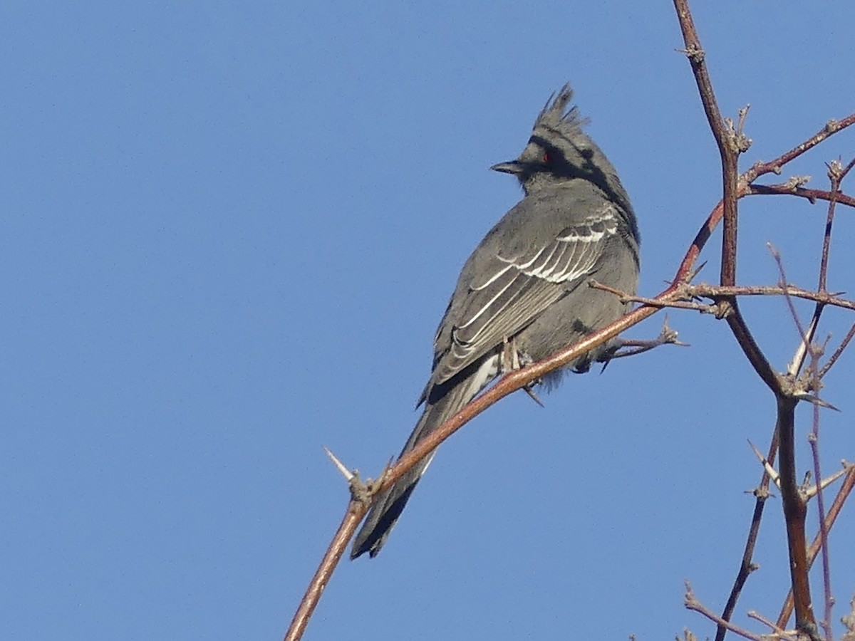 Trauerseidenschnäpper - ML644656220