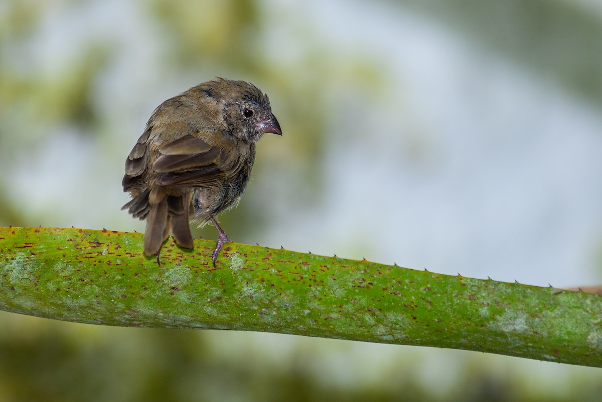 Black-faced Grassquit - ML644656221