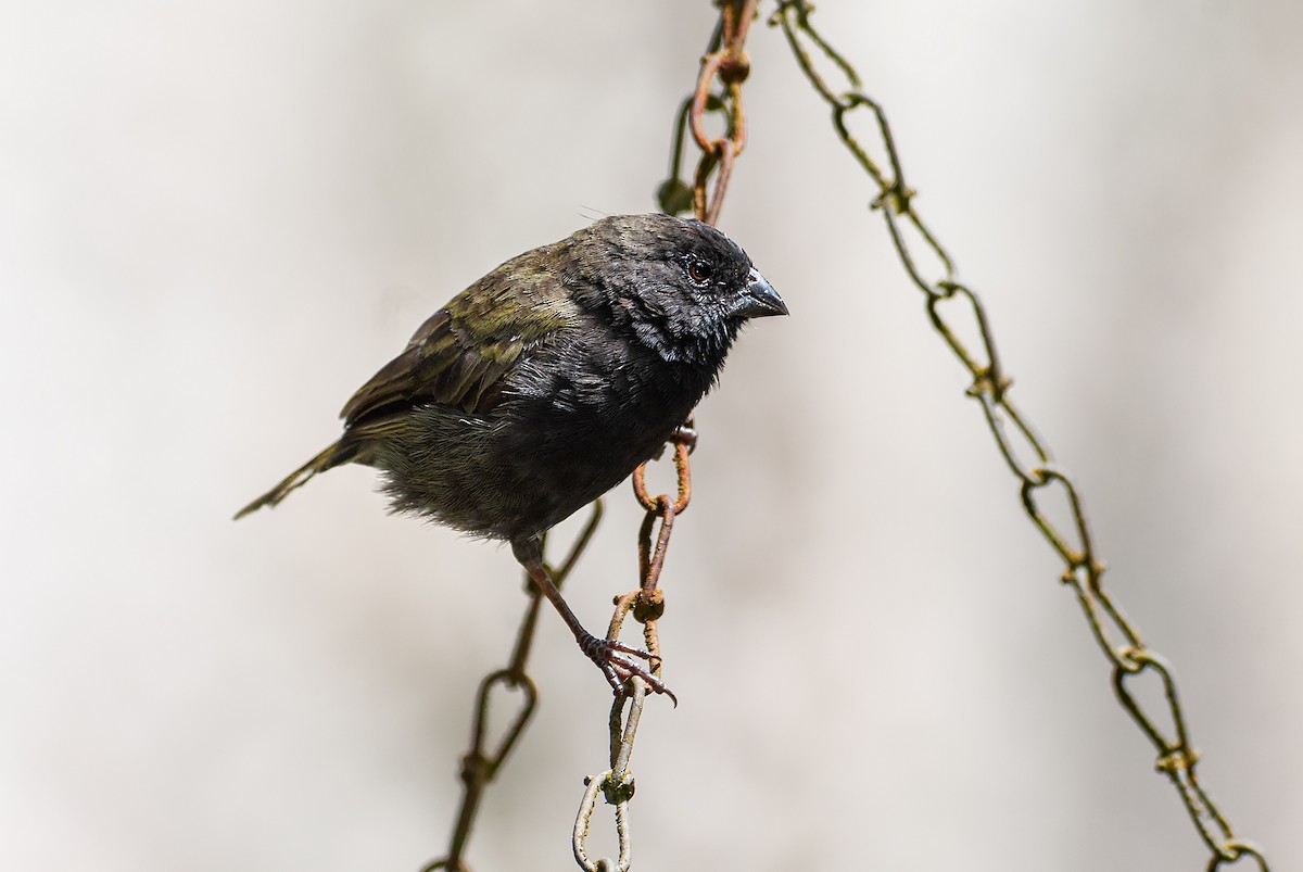 Black-faced Grassquit - ML644656222