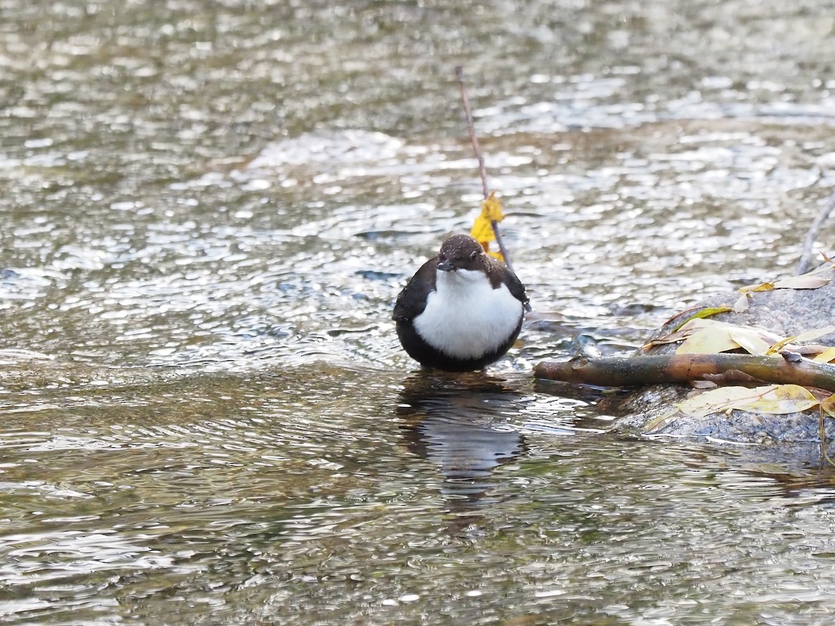 Пронурок біловолий - ML644656223