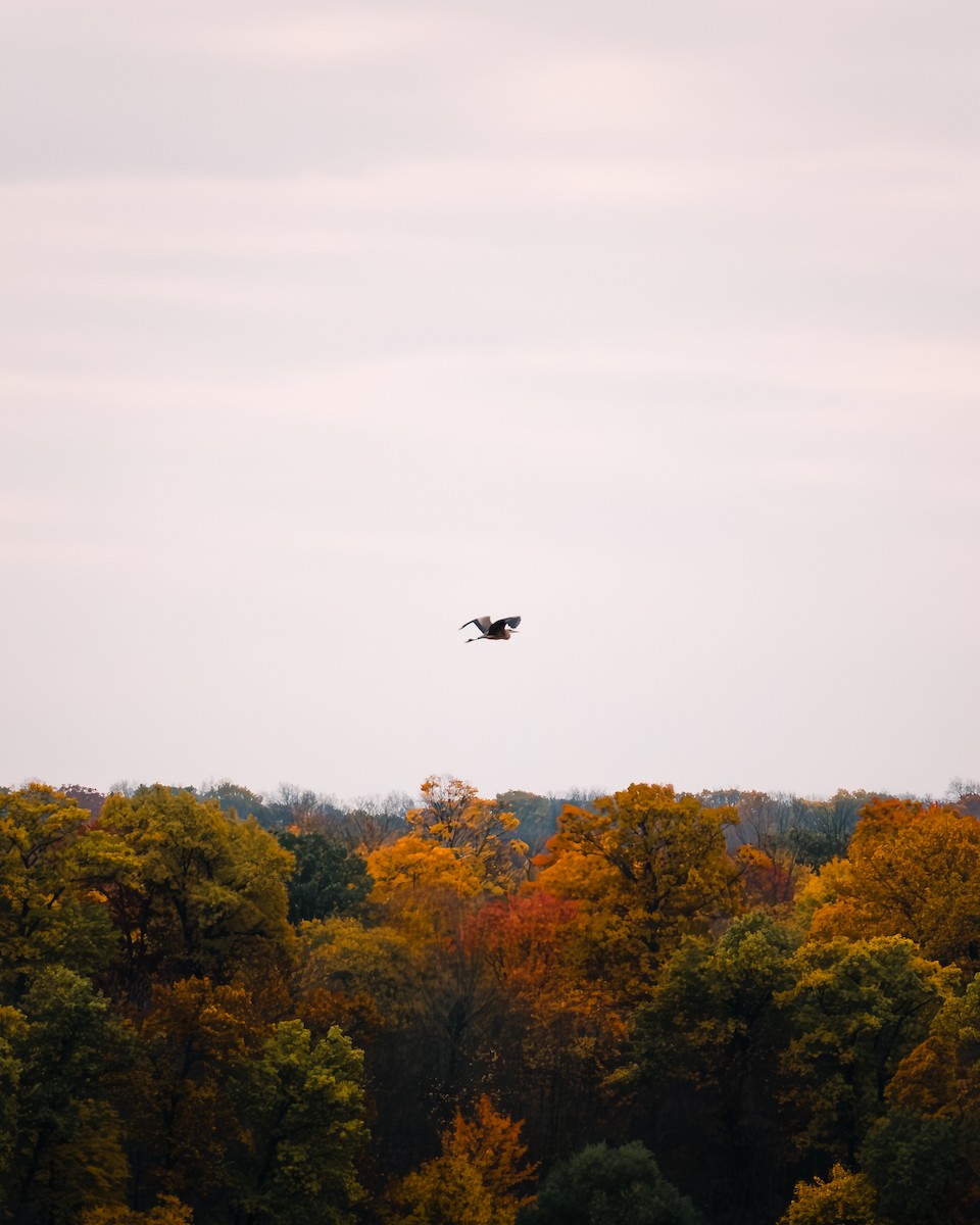 Great Blue Heron - ML644656226