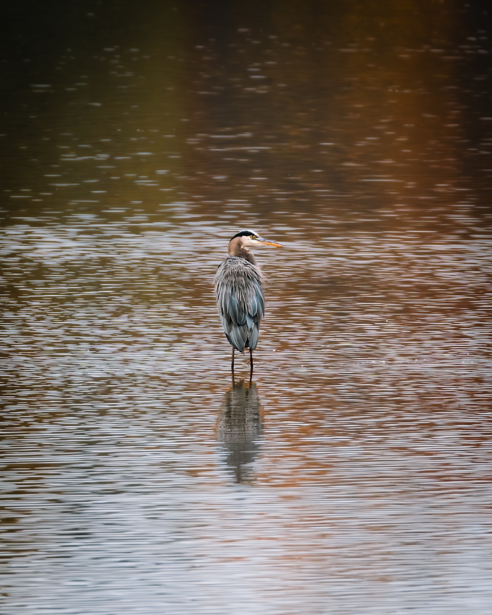 Great Blue Heron - ML644656227