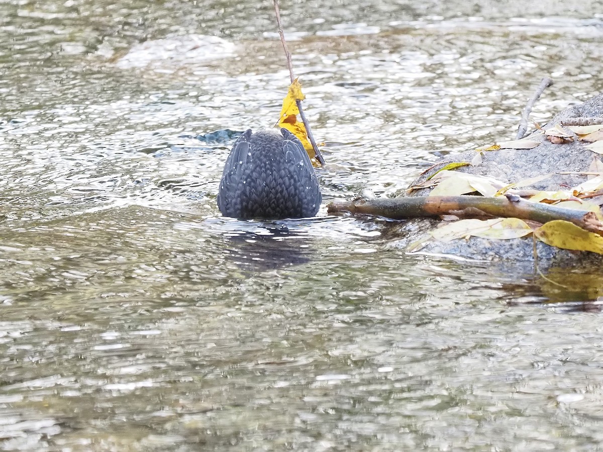 Пронурок біловолий - ML644656232