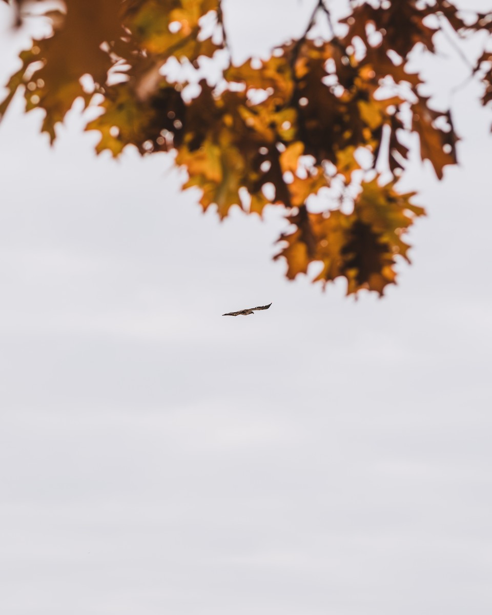 ハクトウワシ - ML644656234