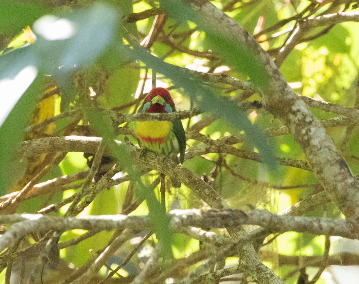 Versicolored Barbet - ML644656235