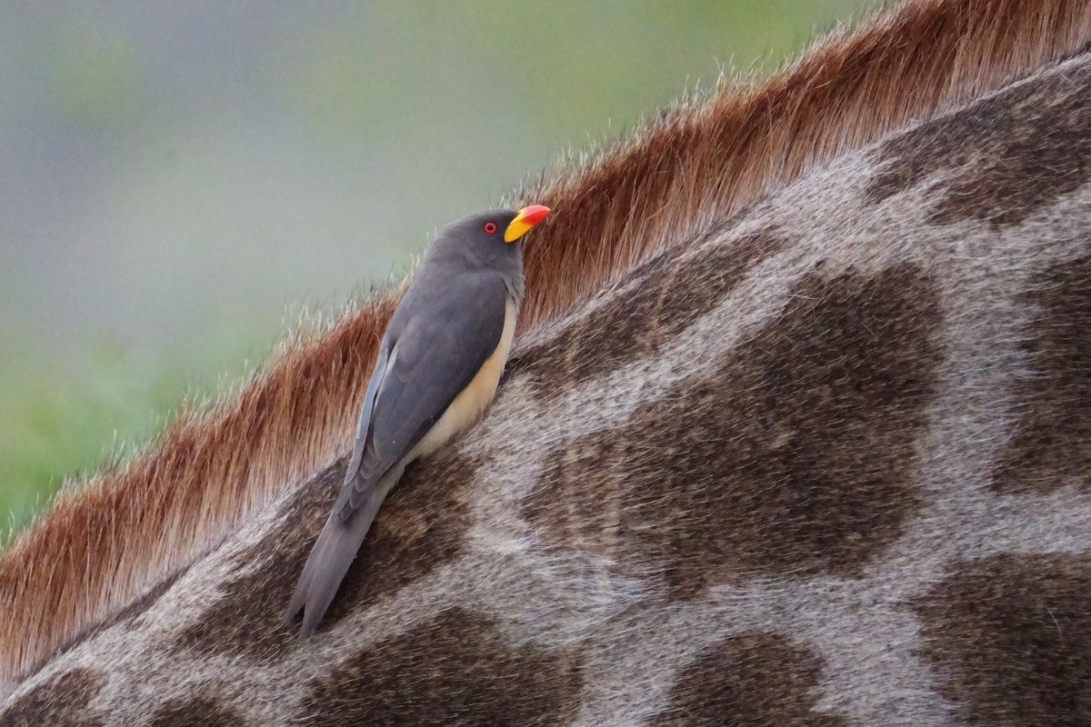 Yellow-billed Oxpecker - ML644656237