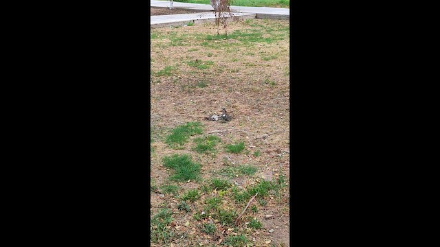 Long-tailed Mockingbird - ML644656238