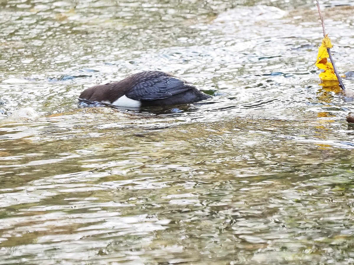 Пронурок біловолий - ML644656241