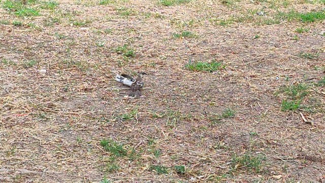 Long-tailed Mockingbird - ML644656246