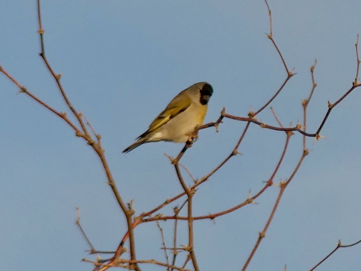 Maskenzeisig - ML644656251