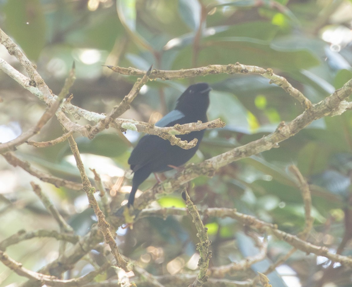 Yungas Manakin - ML644656255