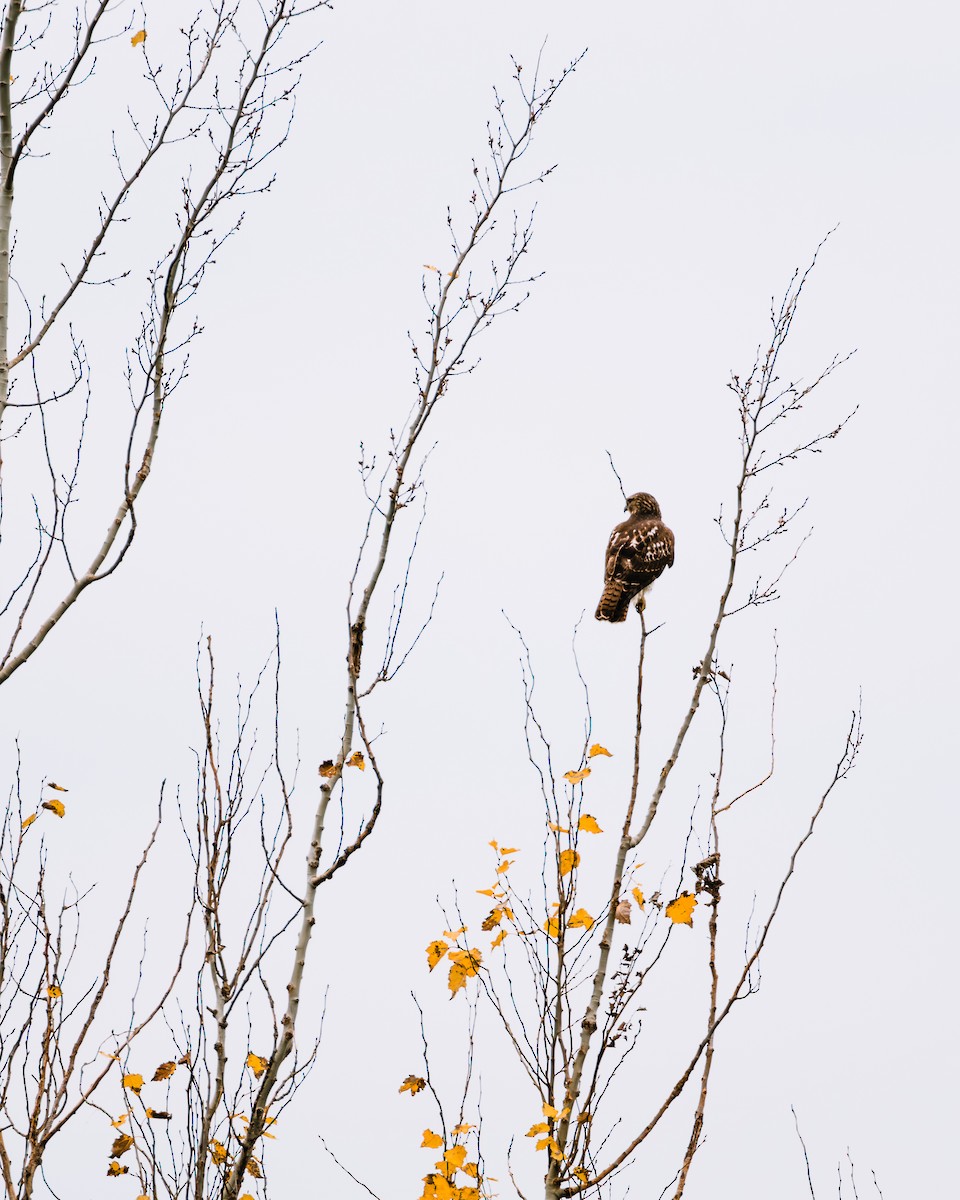 アカオノスリ - ML644656256