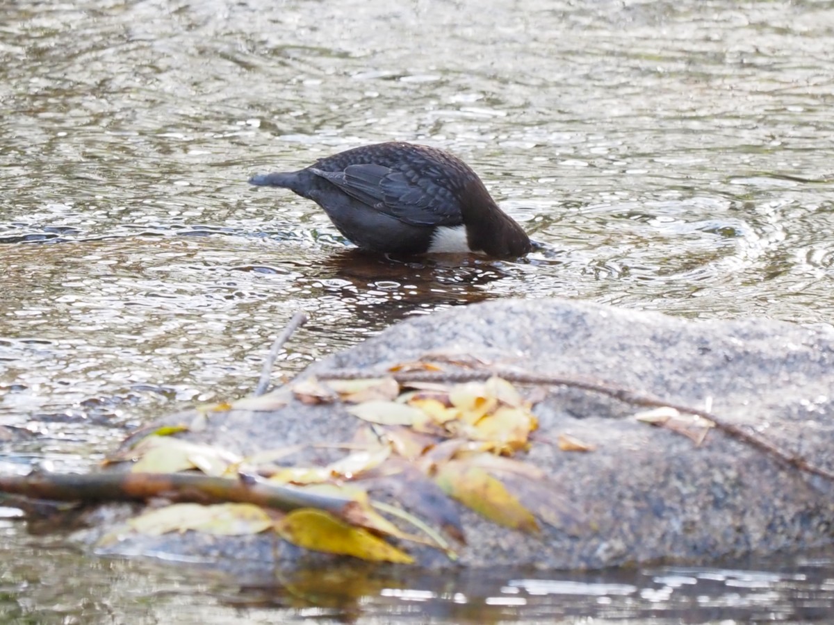 Пронурок біловолий - ML644656257