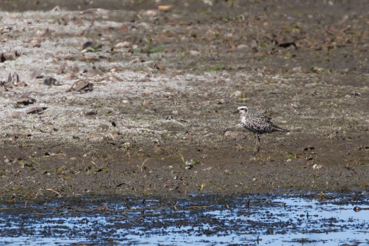 American Golden-Plover - ML644656259