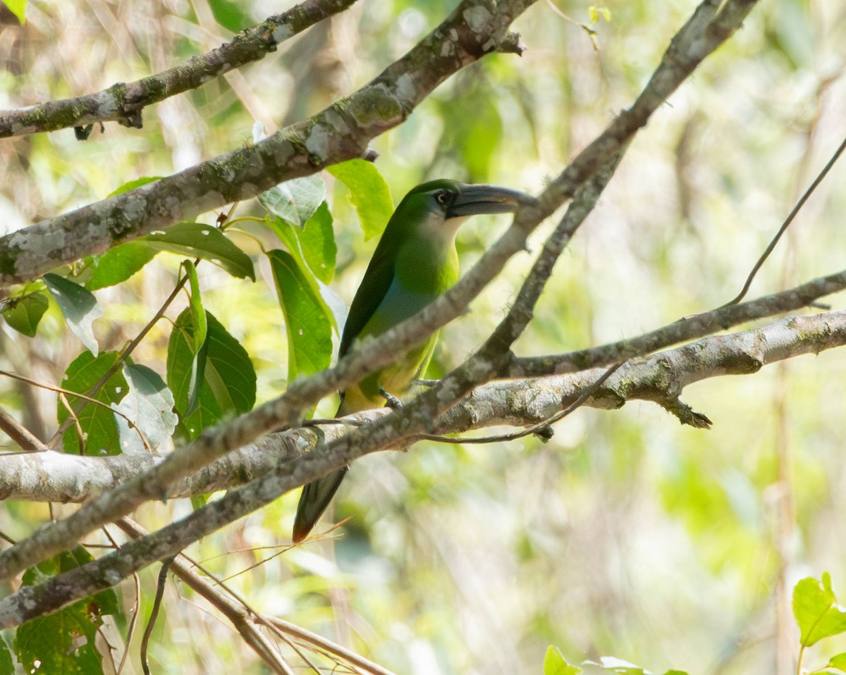 Blue-banded Toucanet - ML644656260
