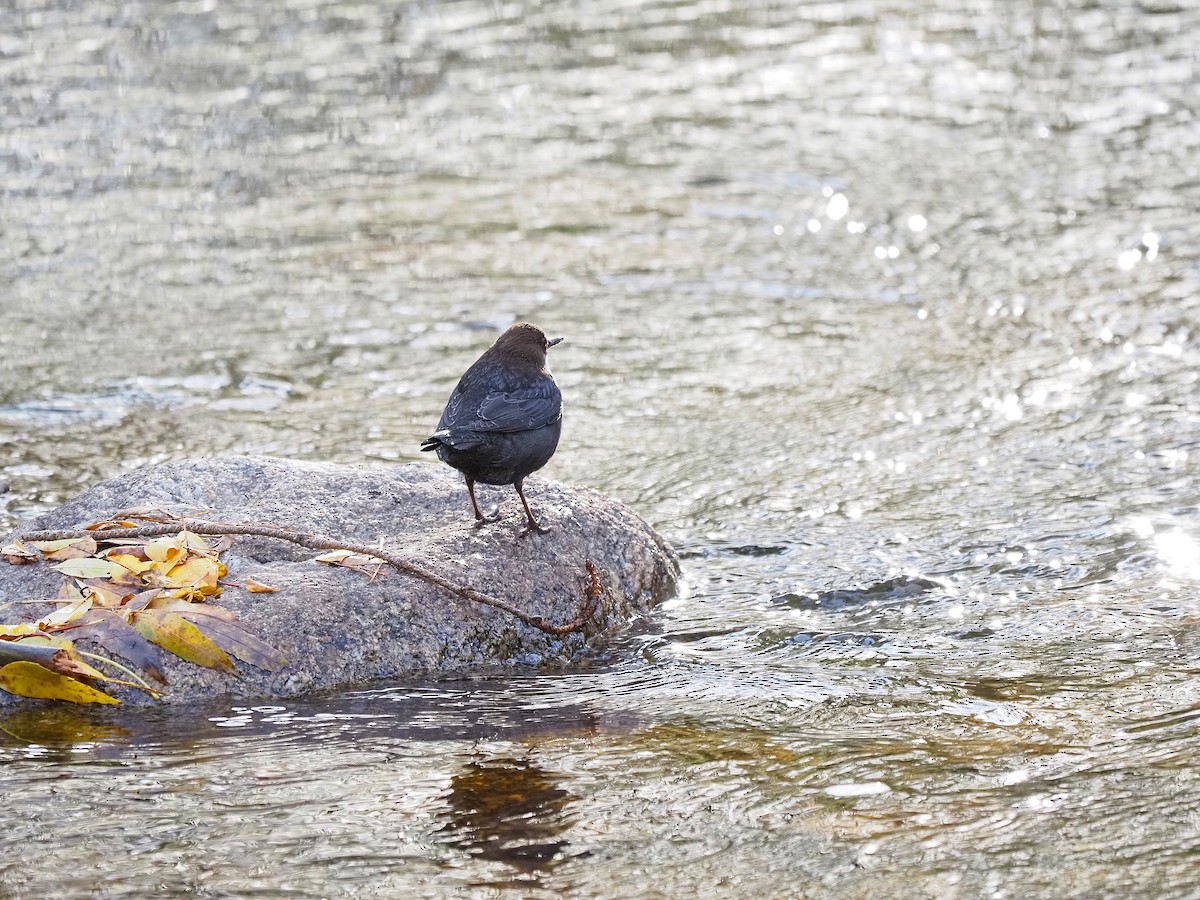 Пронурок біловолий - ML644656261