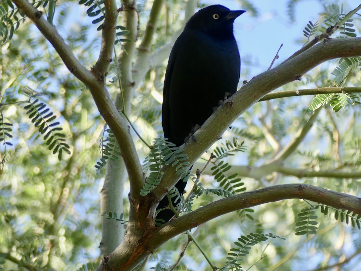 Purpurstärling - ML644656262