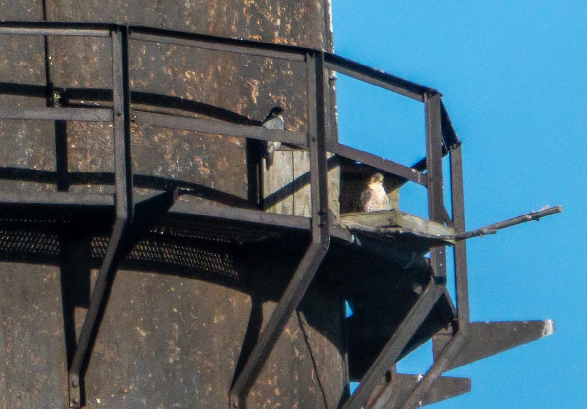 Peregrine Falcon - ML644656263