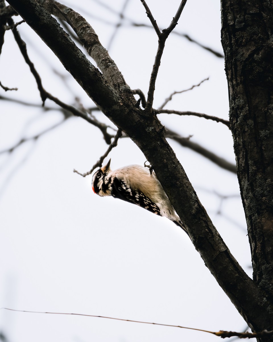 Downy Woodpecker - ML644656264