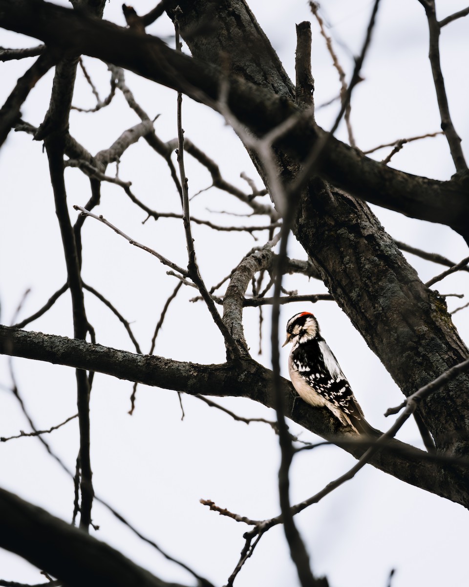 Downy Woodpecker - ML644656265