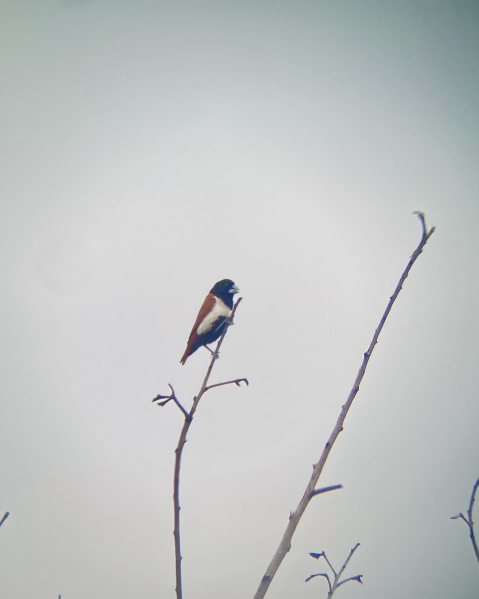 Tricolored Munia - ML644656266