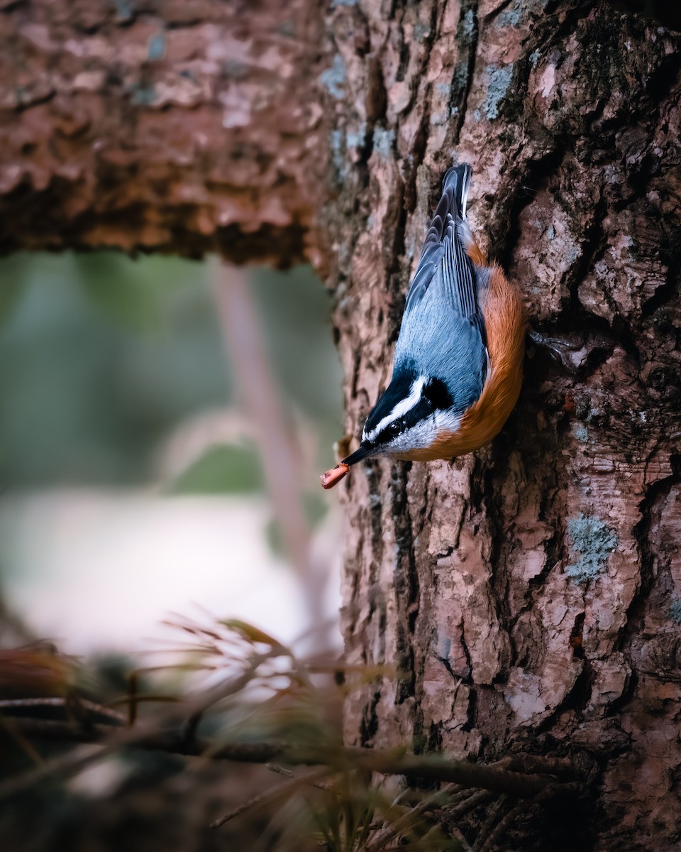 Red-breasted Nuthatch - ML644656267