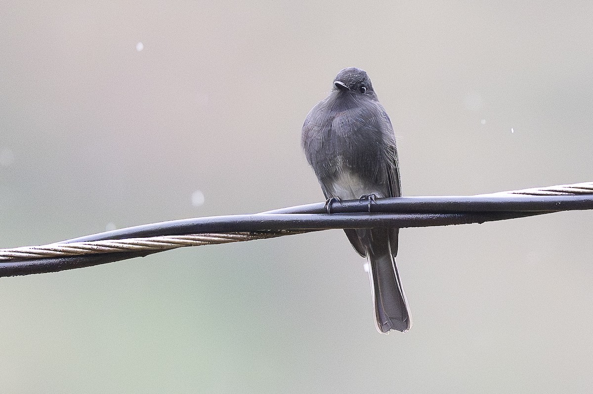 Black Phoebe - ML644656270