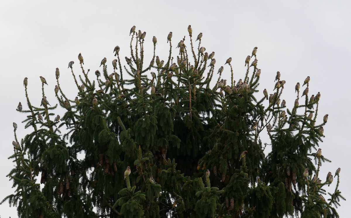 Cedar Waxwing - ML644656272