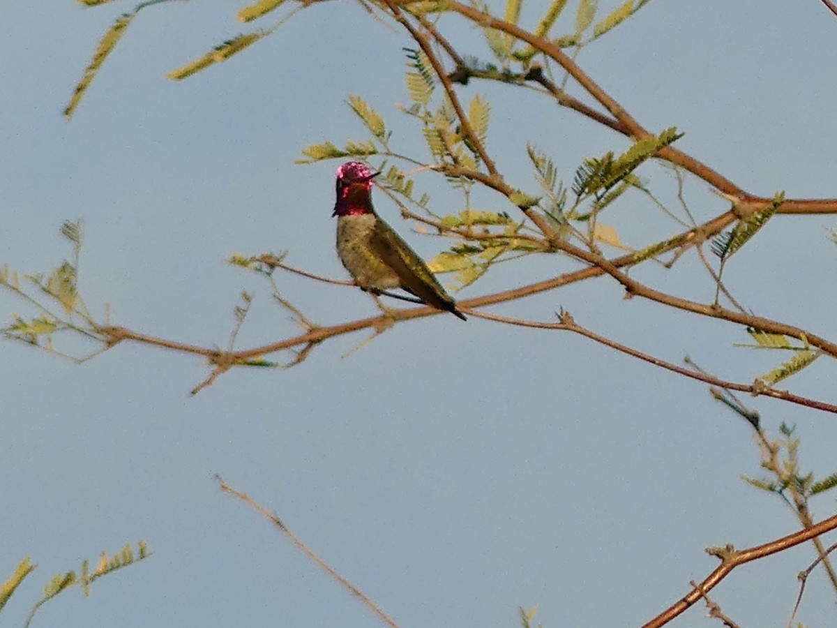 Annakolibri - ML644656273