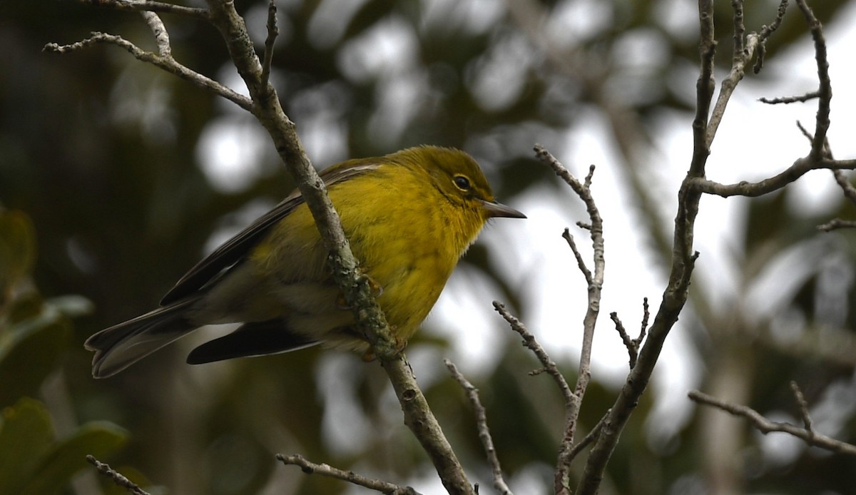 Pine Warbler - ML644656274