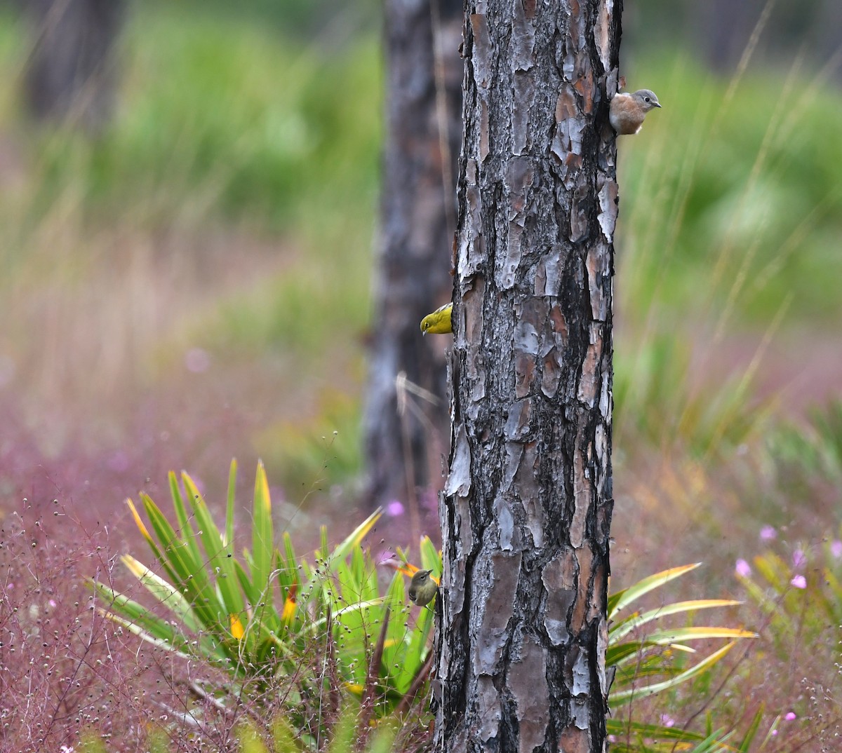 Pine Warbler - ML644656275