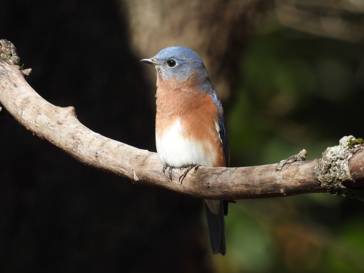 Eastern Bluebird - ML644656276