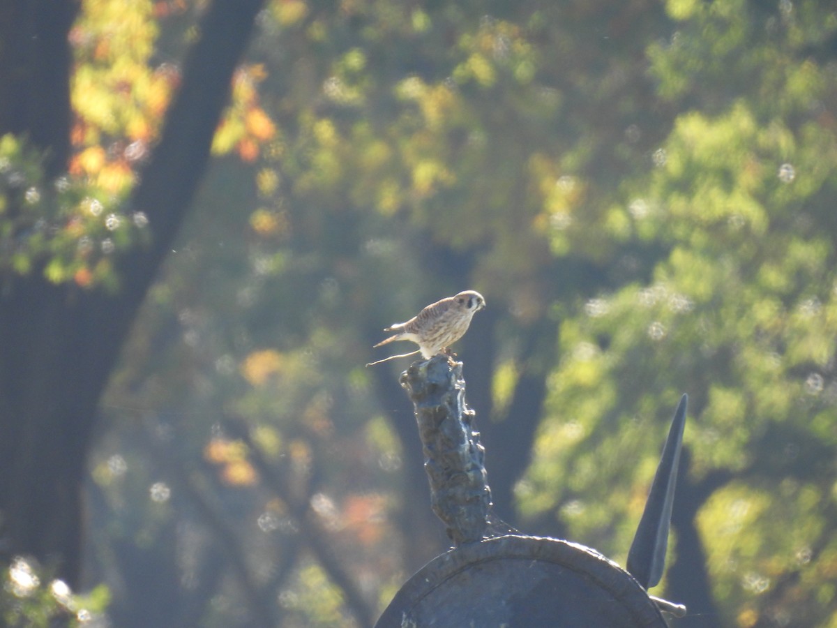 American Kestrel - ML644656282