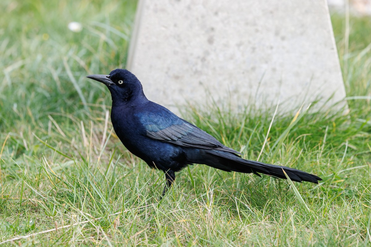 vlhovec člunoocasý - ML644656283