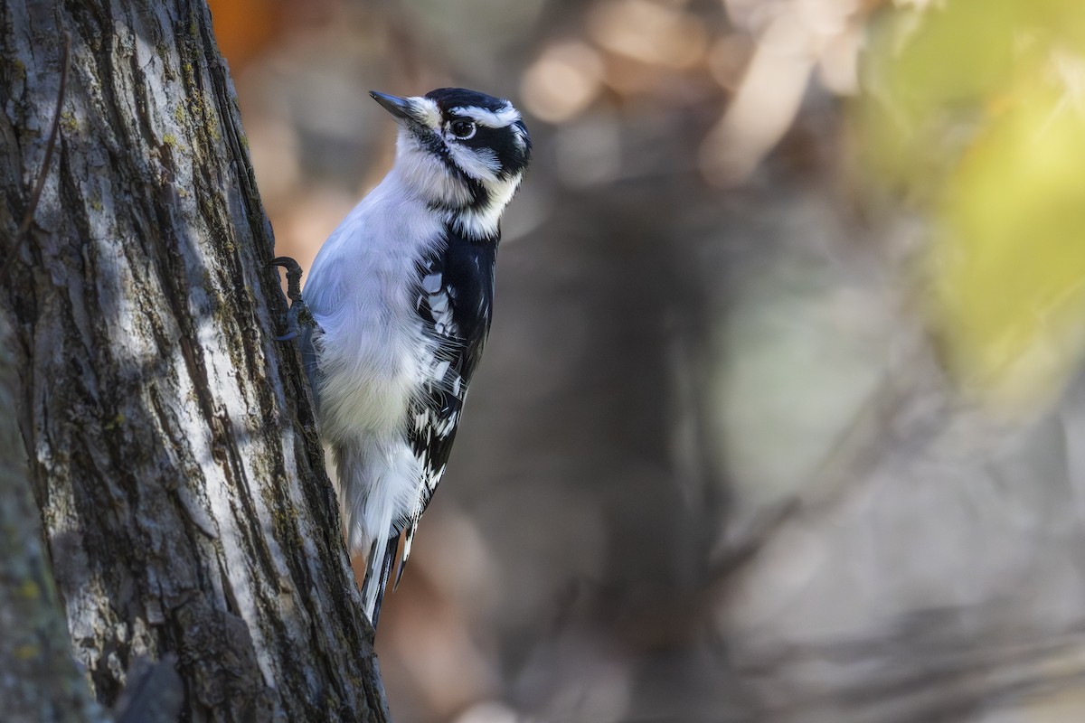 Downy Woodpecker - ML644656284
