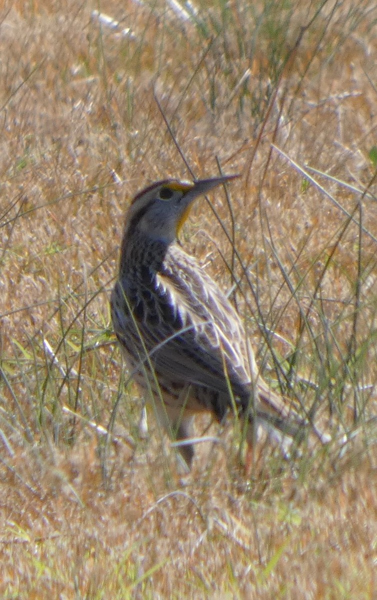 Eastern Meadowlark - ML644656285