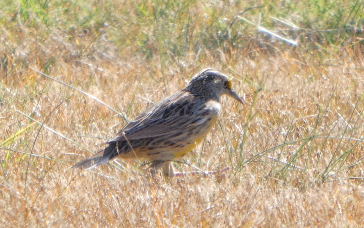 Eastern Meadowlark - ML644656286