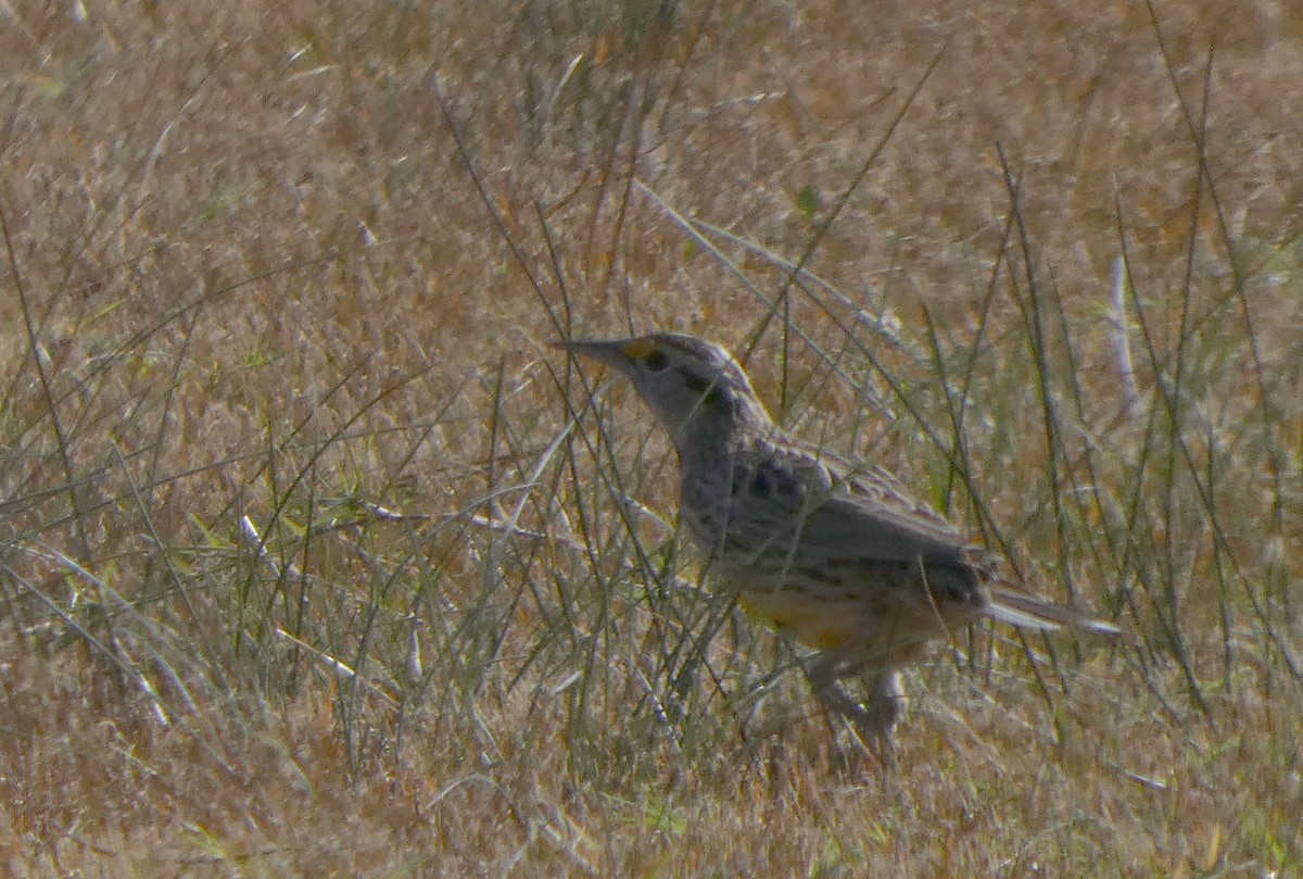 Eastern Meadowlark - ML644656287