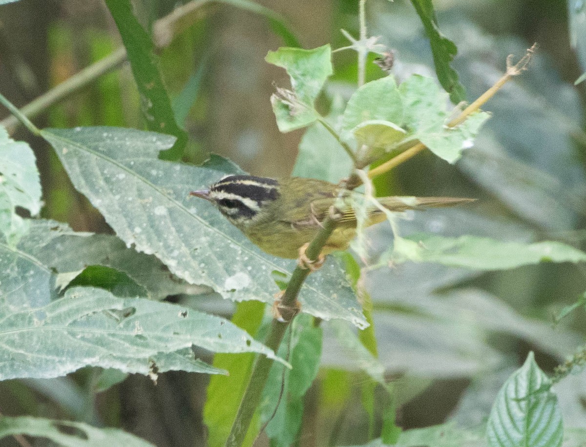 Yungas Warbler - ML644656290