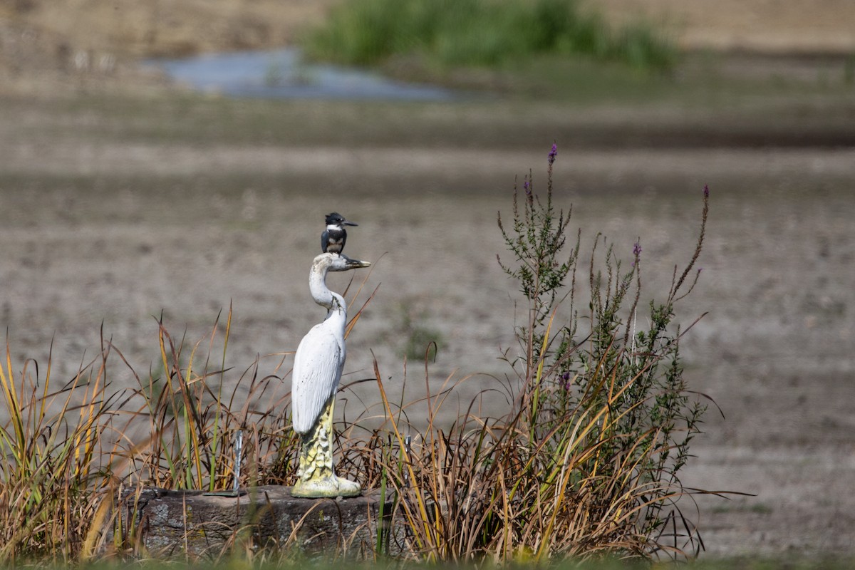 Belted Kingfisher - ML644656291