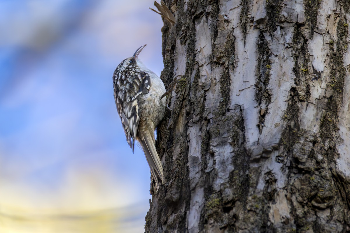 Brown Creeper - ML644656292