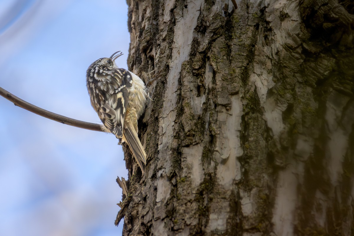 Brown Creeper - ML644656293