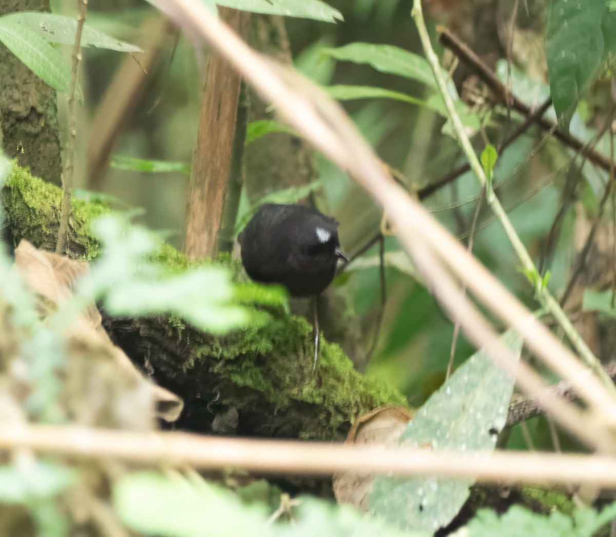 Bolivian Tapaculo - ML644656294