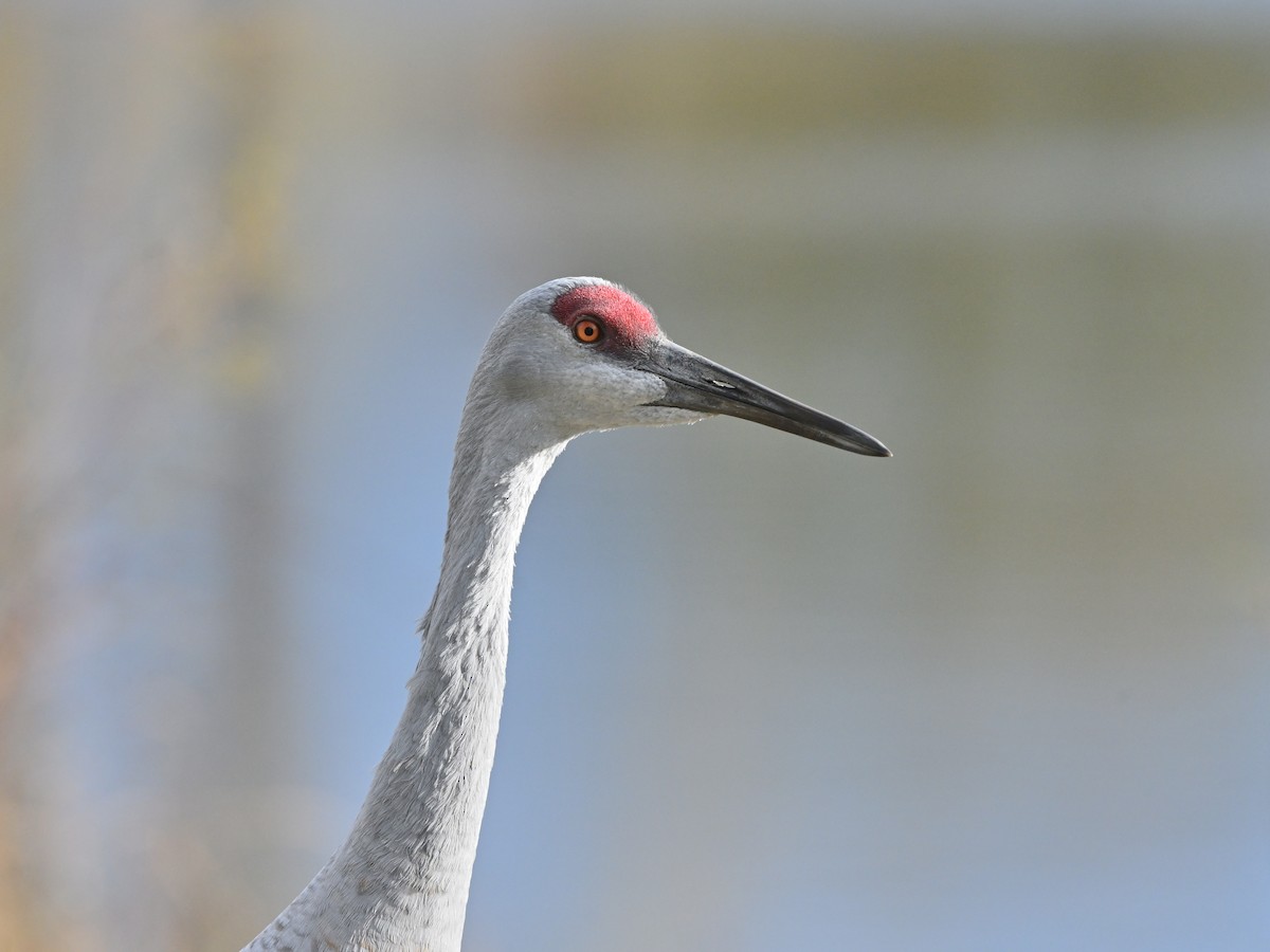 Журавель канадський - ML644656295