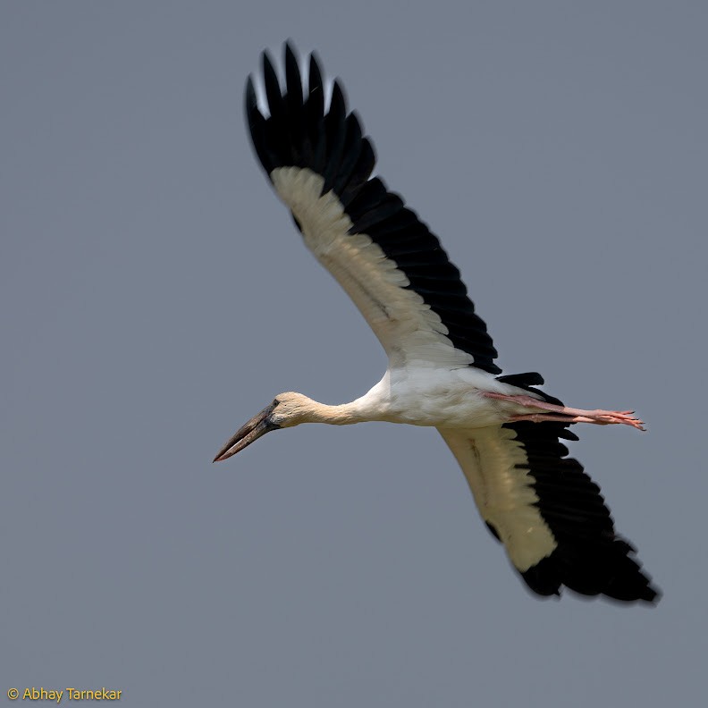 Matxardamoko zuria - ML644656296