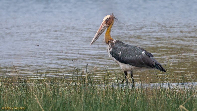 Marabu lepahoria - ML644656309